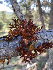 Arceuthobium vaginatum cryptopodum