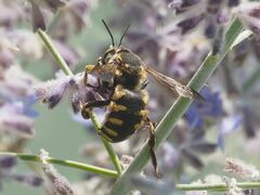 Anthidium florentinum