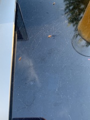 Brachymyrmex depilis