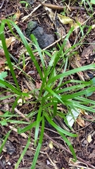Cyperaceae