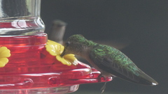 Selasphorus platycercus