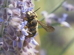 Anthidium florentinum