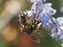 Anthidium florentinum
