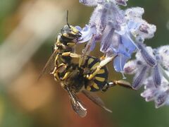 Anthidium florentinum