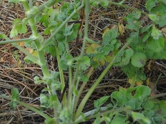 Pimpinella villosa