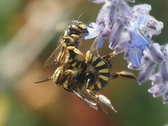 Anthidium florentinum