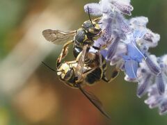 Anthidium florentinum