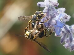 Anthidium florentinum