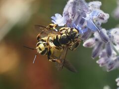 Anthidium florentinum