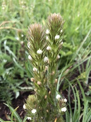 Castilleja tenuis