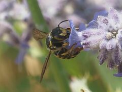 Anthidium florentinum