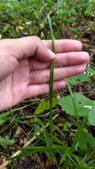 Cyperaceae