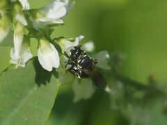 Hylaeus
