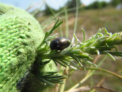 Chrysolina marginata
