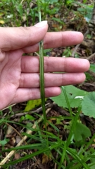 Cyperaceae