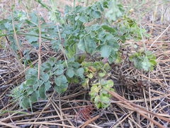 Pimpinella villosa
