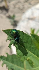 Chrysochus auratus