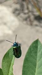 Chrysochus auratus