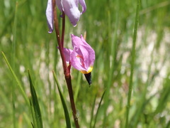 Primula tetrandra