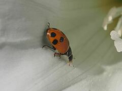 Hippodamia variegata