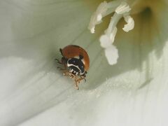 Hippodamia variegata