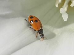 Hippodamia variegata