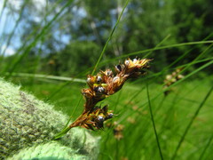 Anthracoidea arenariae