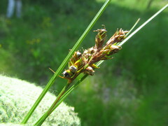 Anthracoidea arenariae