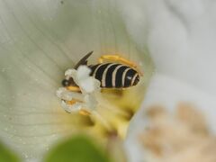 Halictus