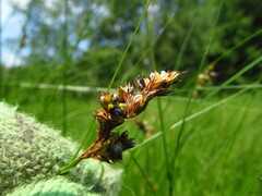 Anthracoidea arenariae