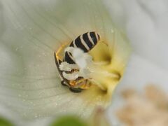 Halictus