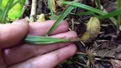 Cyperaceae