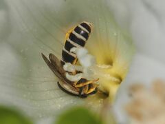 Halictus