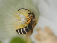 Halictus