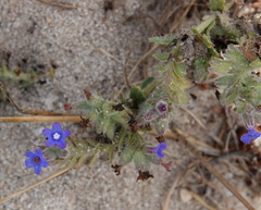 Anchusa calcarea