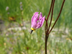 Primula tetrandra