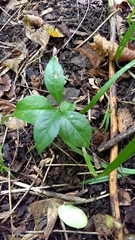 Magnoliopsida