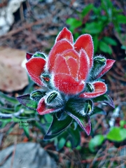 Castilleja nervata