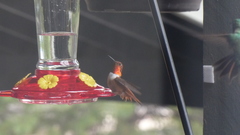 Selasphorus rufus