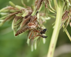 Diogmites angustipennis
