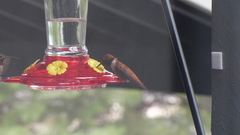 Selasphorus rufus