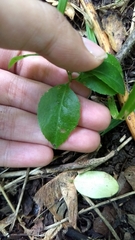 Magnoliopsida