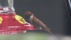 Selasphorus rufus