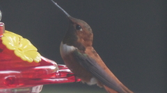 Selasphorus rufus