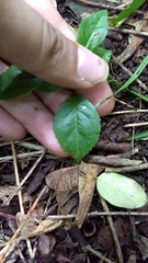 Magnoliopsida