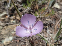 Calochortus nudus