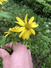 Silphium asteriscus asteriscus