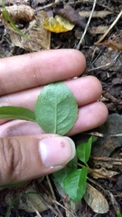 Magnoliopsida
