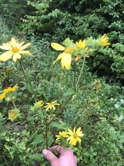 Silphium asteriscus asteriscus
