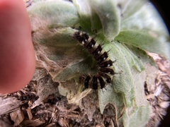 Vanessa virginiensis